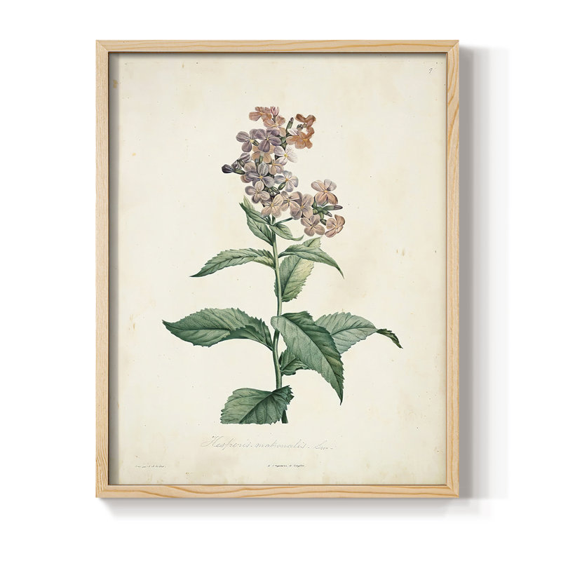 «Traditional Botanical II», reproduction encadrée - bois massif, H 11 po x l 9 po