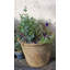 Vazquez Fibreglass Cachepot-14486269
