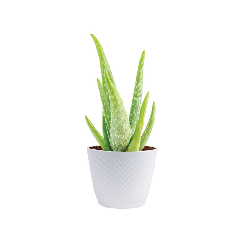 Aloe Succulent in Planter