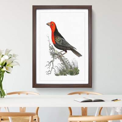 Abyssinian Plant-Cutter Bird by George Shaw - Picture Frame Painting
