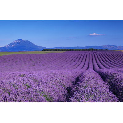 Lavander And Mountain - Wrapped Canvas Print