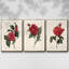 Red Botanical I, ensemble de 3 toiles encadrées sur toile-97711300-97711299