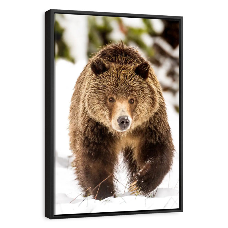 Walking Grizzly Bear, 31" X 46", Floating Frame Black