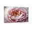 Plantes et fleurs, pivoines roses douces