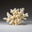 Genuine White Cat's Paw Coral (1 Lb)