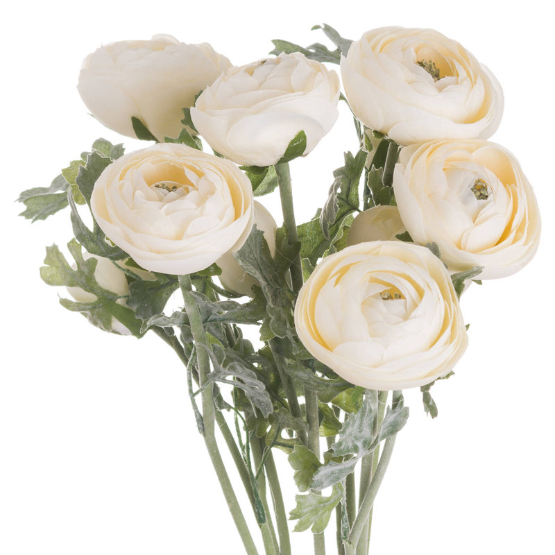 Anastasija Arrangement, Cream