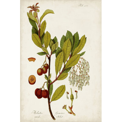 Antique Greenery VI - Wrapped Canvas Painting
