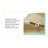 Faye Gold Foil Metal Ginkgo Leaf Wall Décor