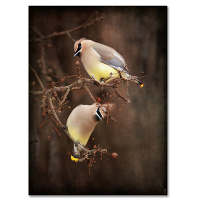 «Peek a Boo Cedar Waxwings» de Vidur, impression sur toile tendue
