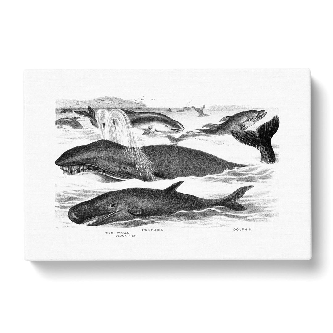 Whales & Dolphins by John Karst - Wrapped Canvas