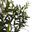 6.5FT OLIVE TREE, POTTED