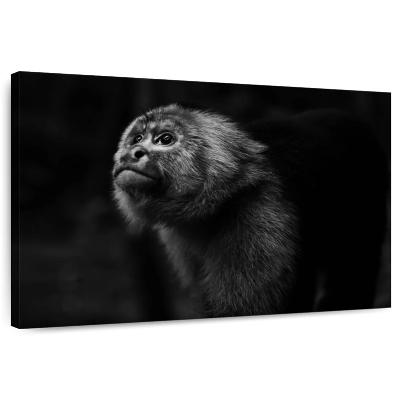 Brampt Capuchin Monkey