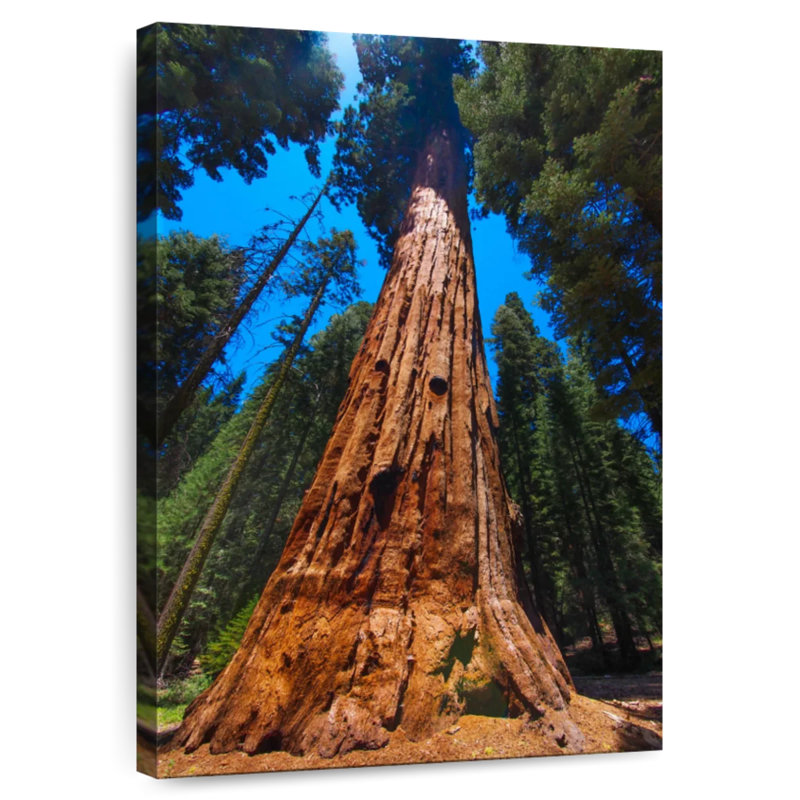 Alvord Towering Sequoia Tree, 12" H x 8" W