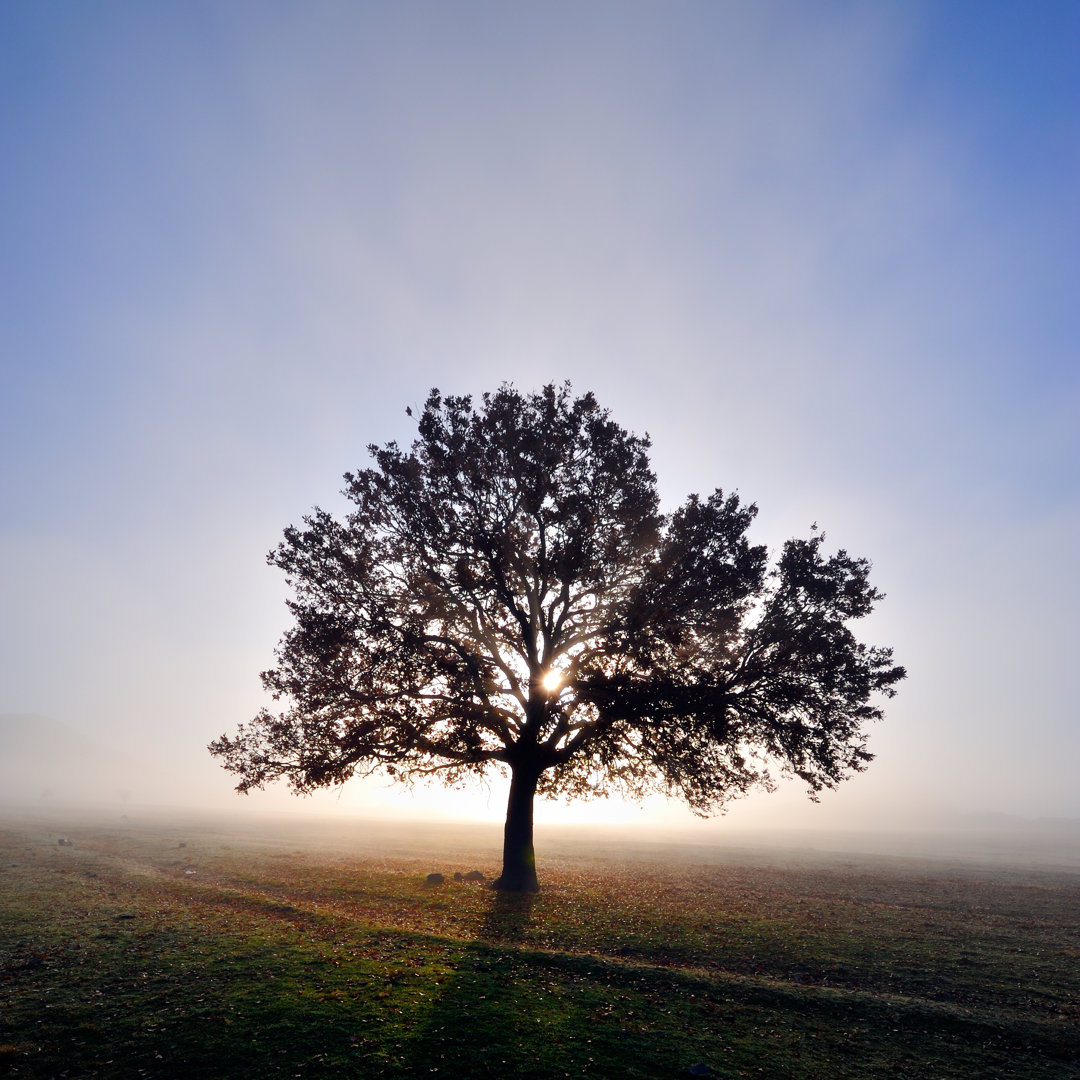 Herbstlicher nebliger Morgen - Druck