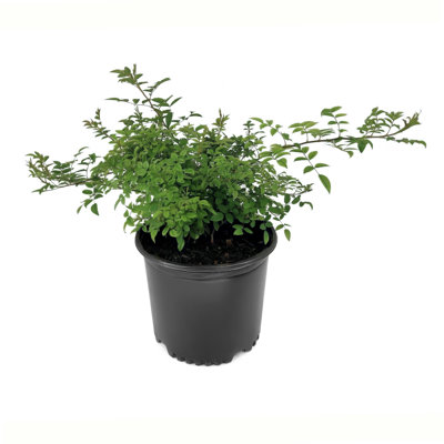 3 gal. Rose Peggy Martin