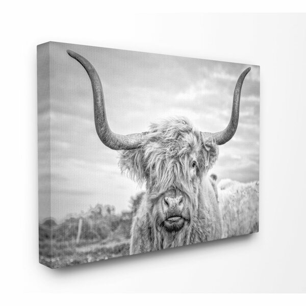 Highland Cow Pictures Wayfair