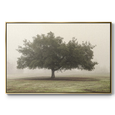 " Trees In The Fog II "