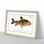 Streaked Salmon Fish by M.E. Bloch - Picture Frame Art Print-55615634-55615636
