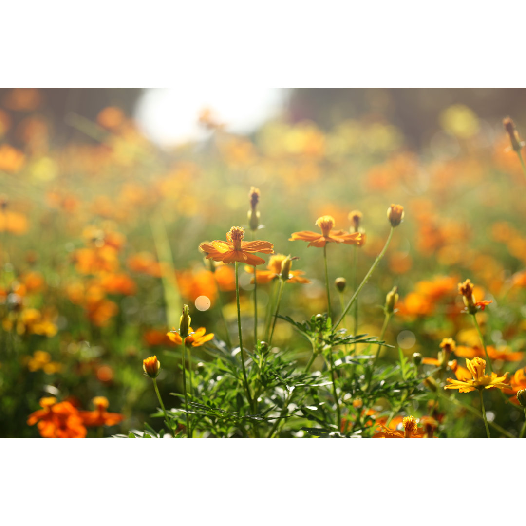 Gelbe Blumen im Sonnenlicht von Enter89 - Drucken