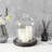 Vidu Display Clear Cloche with Wood Base