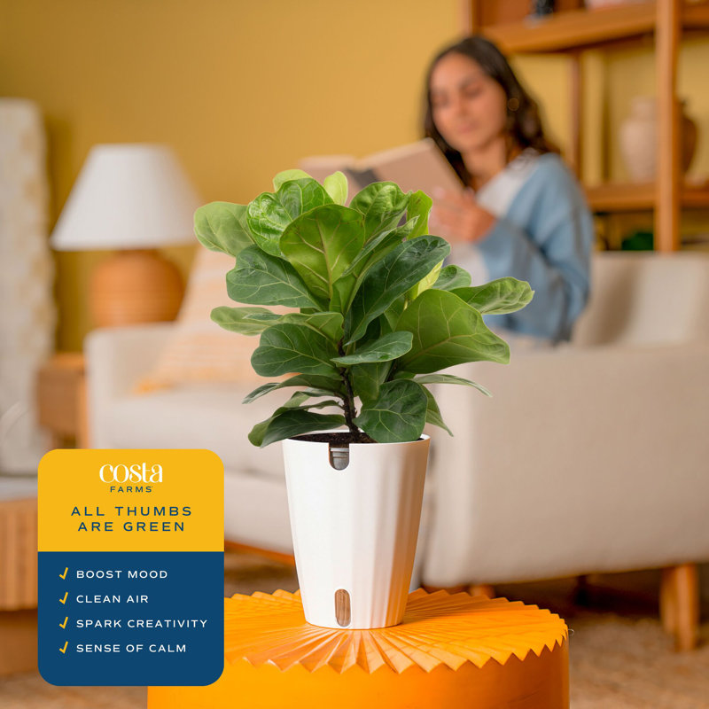 Costa Farms 12'' Fiddle Leaf Fig Plant Desktop Plant in a Ceramic Planter with Air Purifying Qualities