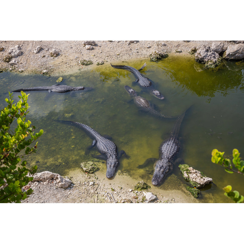 Alligators in the Everglades par Mdulieu, H 12 po x l 18 po