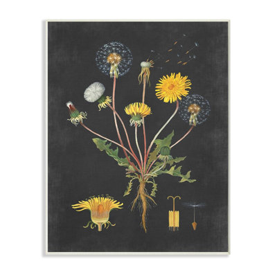 «Botanical Dessin Dandelion On Black Design», impression