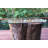 Fredela Glass Table Top-1343019149