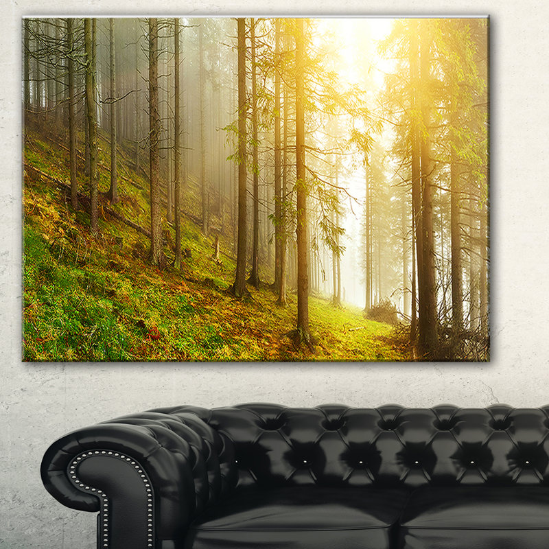 « sun trouve son sens dans la forêt », reproduction de photo sur toile tendue, H 30 po x l 40 po x P 1 po