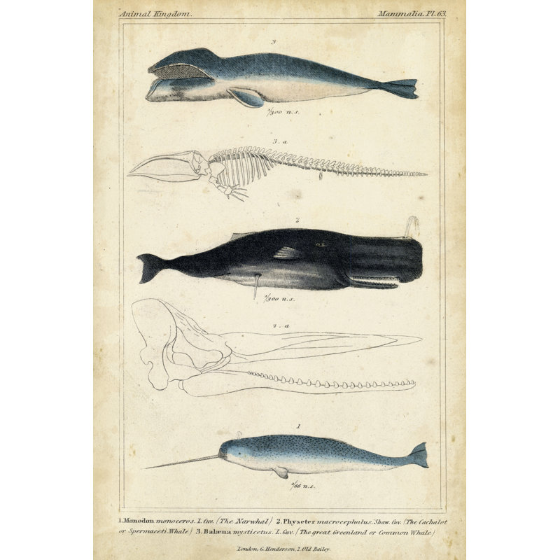 Antique Whale & Dolphin Study III by G. Henderson - Wrapped Canvas Print, 46cm H x 30cm W x 3.8cm D