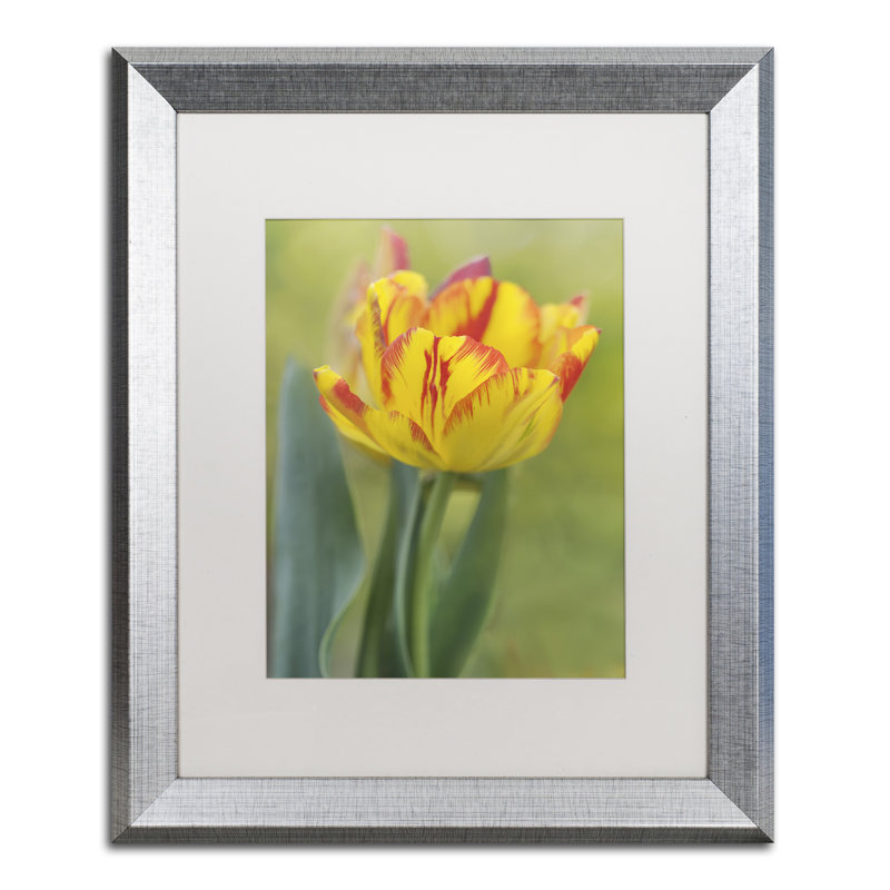 «Rembrandt Tulip», reproduction de photo sur toile encadrée, H 20 po x l 16 po x P 0,5 po, argent