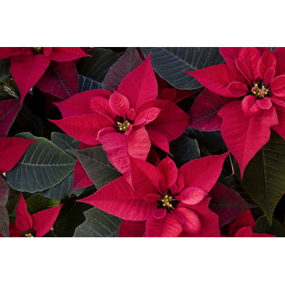 Poinsettia Plant Flower - Wrapped Canvas Print