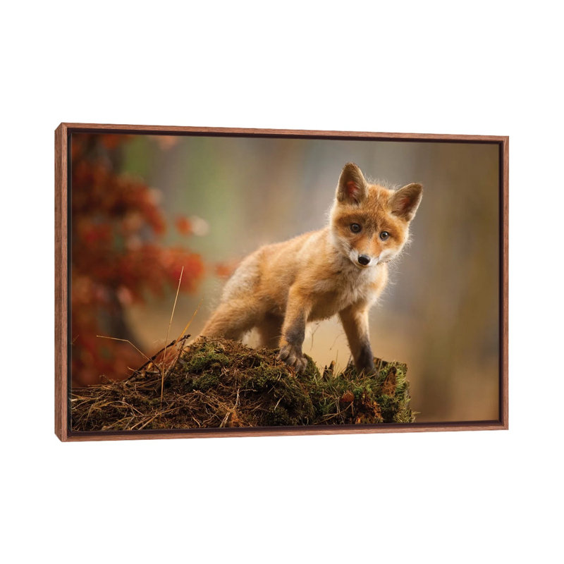 Renard par Robert Adamec - reproduction de photo, H 18 po x l 26 po x P 1,5 po, Aucun mat, Toile avec cadre en bois classique