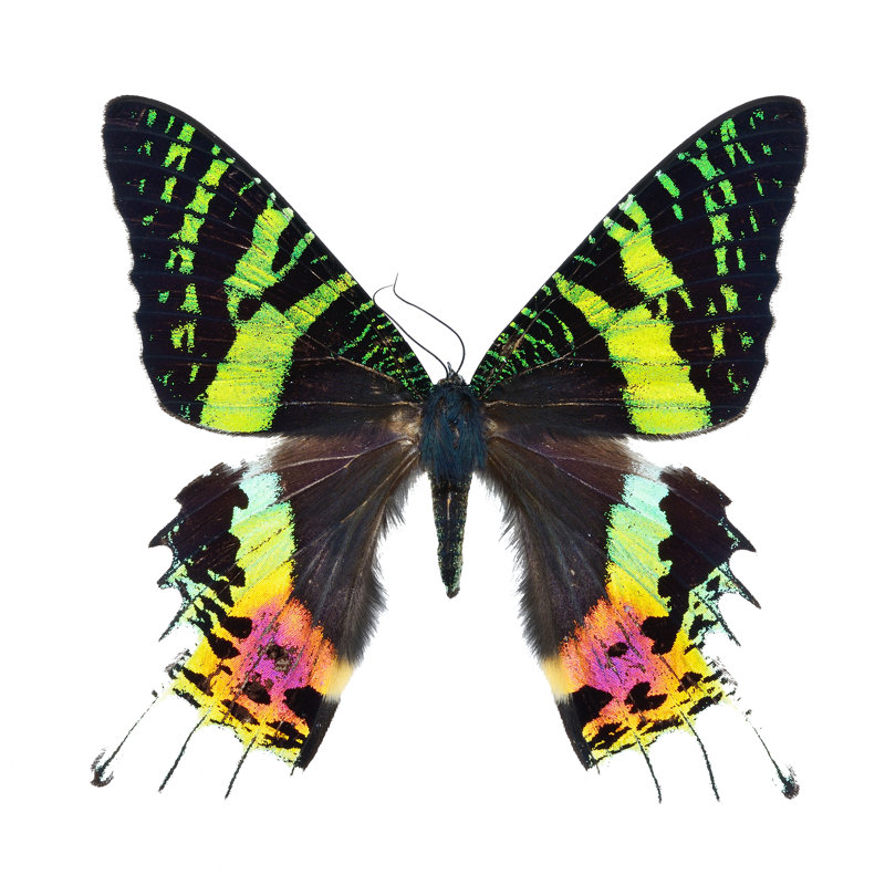 Papillon Brottman isolé sur blanc par Panuriangjan, H 12 po x l 12 po