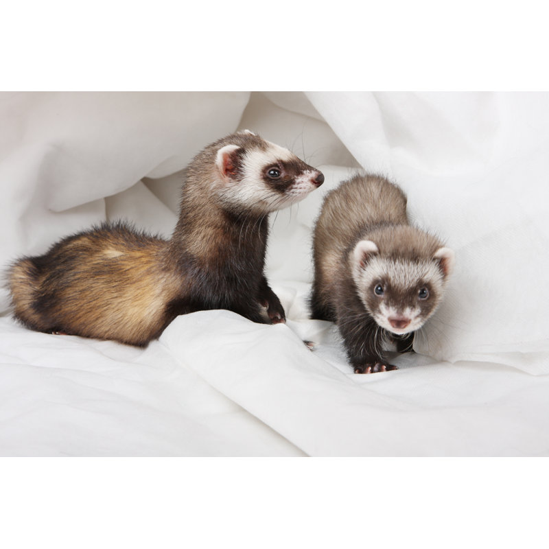 " Two Ferrets " by Kuricheva, 48'' W x 32'' H