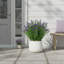 Outdoor UV-Rated Lavender in Fiberstone Pot