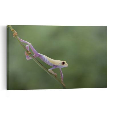 Red-Eyed Tree Frog Colorful Delicate Vibrant Frog Nature Plant Wall Art Print 1 Piece Wrapped Canvas Wall Art