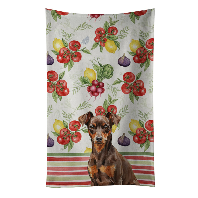 Torchon miniature chocolat et rouille, Chocolate/Rust Miniature Pinscher Min Pin