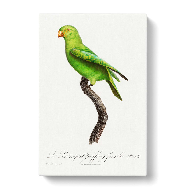 Parrot by F. Levaillant - Wrapped Canvas, 50cm H x 35cm W x 3cm D