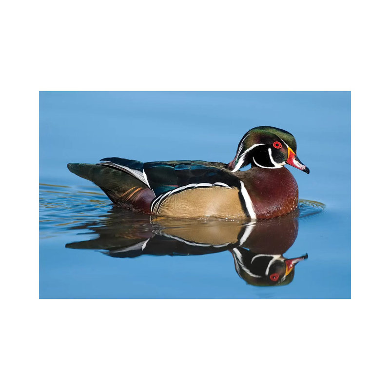Wood Duck Male Swimming, Lapeer State Game Area, Michigan by Steve Gettle - Wrapped Canvas Gallery-Wrapped Canvas Giclée