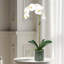 Orchid Arrangement In Pot-357743676