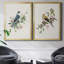 «Spring Song Grey Jay», ensemble de 2 reproductions sur toiles encadrées-61455530-61455540