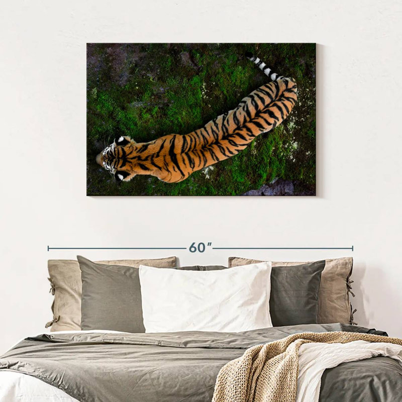 Brampt Tiger From Above, 30" H x 45" W