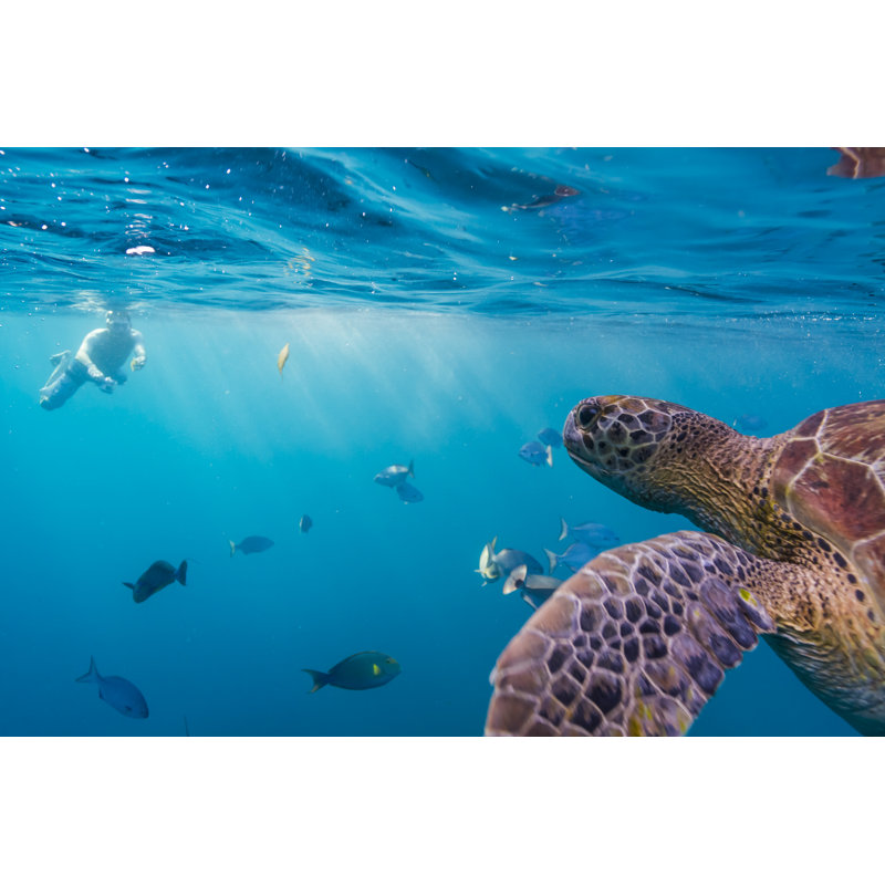Sea Turtle - Wrapped Canvas Print, 51cm H x 76cm W x 3.8cm D