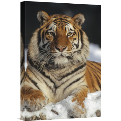 " Siberian Tiger Portrait " Print