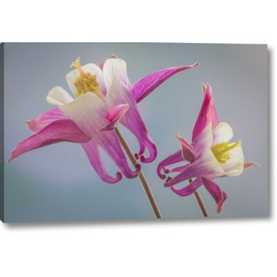 Washington, Seabeck Columbine Flowers' Photographic Print on Wrapped Canvas -  Winston Porter, 1F5168EBFE914ED3A998961586F90325