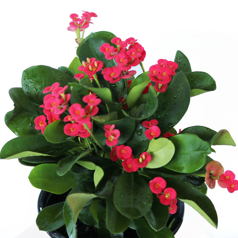 Pink Crown of Thorns Indoor Flowering Shrub in Black Pot