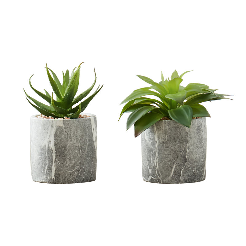 Plante succulente en pot de ciment 7 po Mccabe