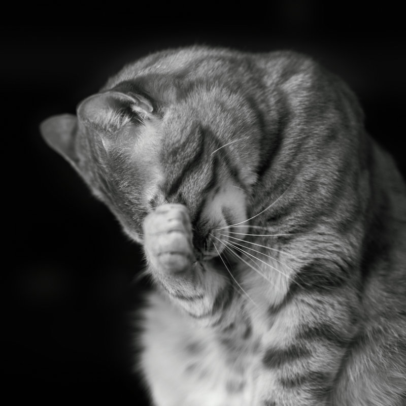Daina Shy Cat - Wrapped Canvas Print, 91cm H x 91cm W x 3.8cm D