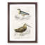 Bird Illustrations PL. 22 by Charles d Orbigny - Framed Print-55457171-55457175